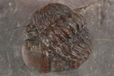 Enrolled, Red Austerops Trilobite - Hmar Laghdad, Morocco #310291-2